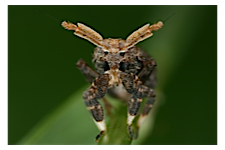 FLOW planthopper fulgoroidea fulgoromorpha insect